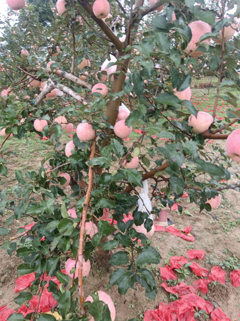 富士苹果