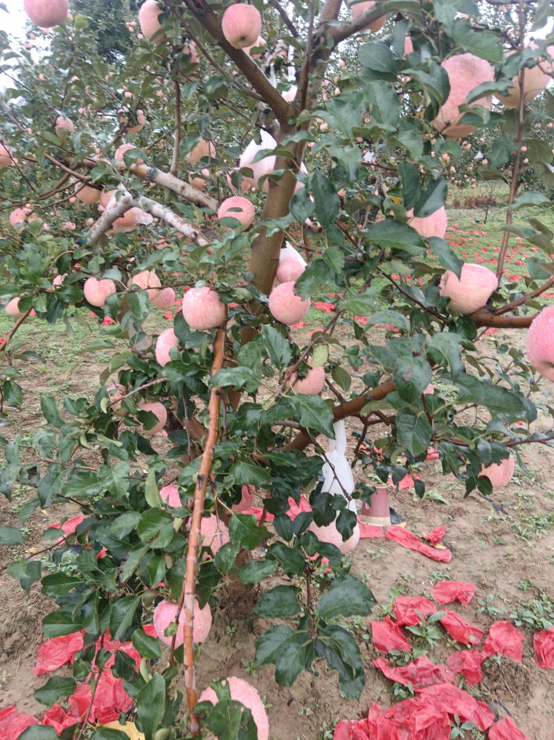 富士苹果