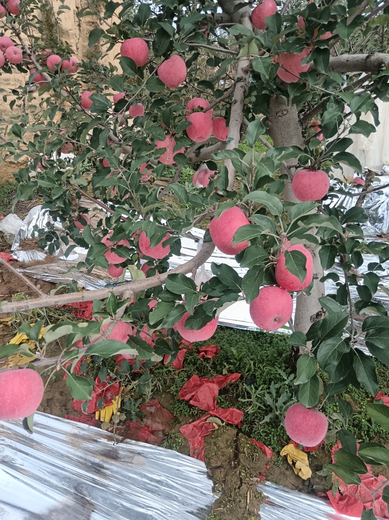 富士苹果