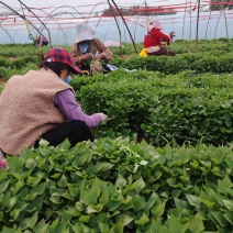 河北，大量供应，龙薯九拔苗，烟薯拔苗，红谣拔苗，量大优惠