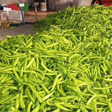 尖椒螺丝椒红泡椒大量上市