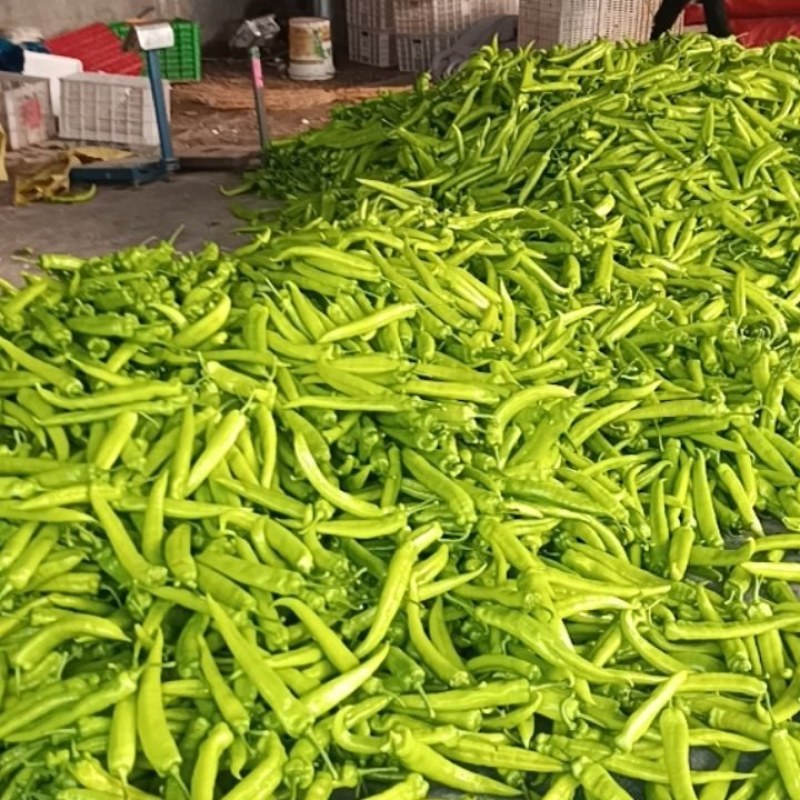 尖椒螺丝椒红泡椒大量上市