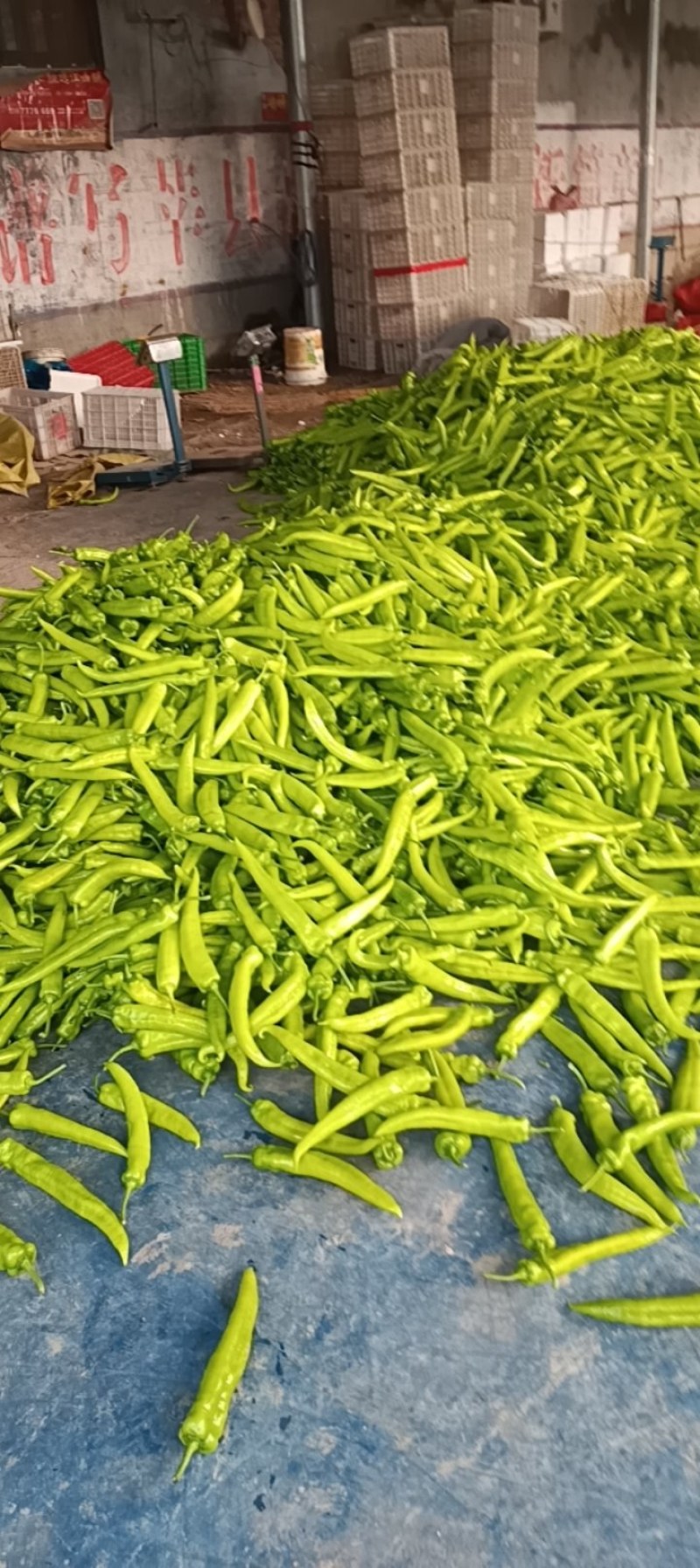 尖椒螺丝椒红泡椒大量上市