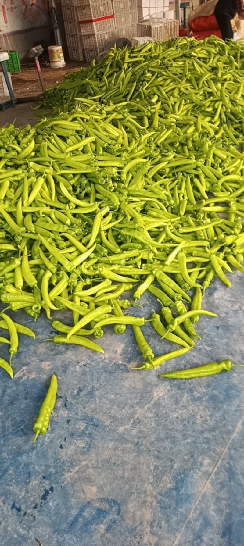 尖椒螺丝椒红泡椒大量上市