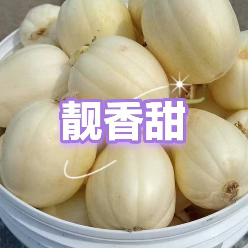 靓香甜薄皮甜瓜种子30克东北黄白瓜类型