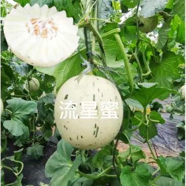 流星蜜白皮白肉厚皮甜瓜种子200粒/袋