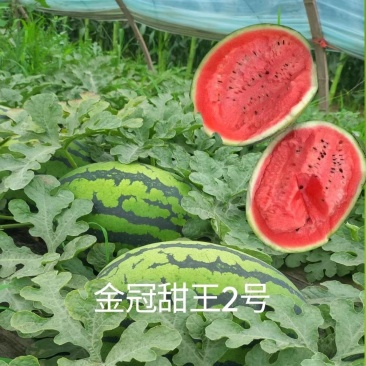 金冠甜王2号甜王类型西瓜种子300粒/袋