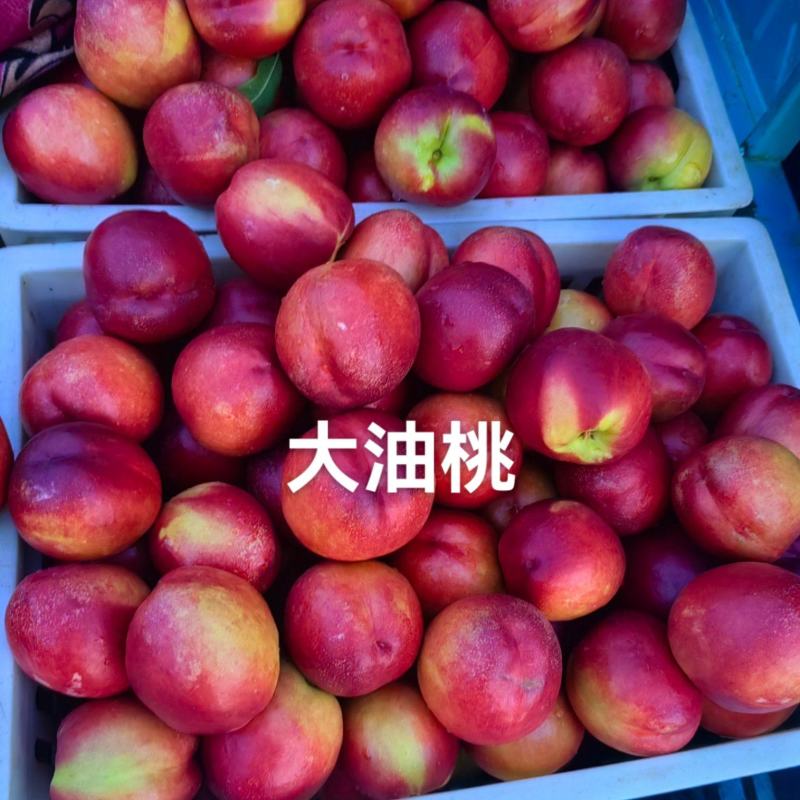 《推荐》油桃原产地供应口感甜润物美价廉一手货源支持大吨位