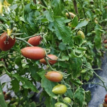 小番茄