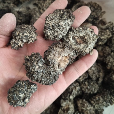 黑核桃菌玛咖菌又名猴脑菇猴脑菌大个头泡发率很高一斤出几十