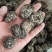 黑核桃菌玛咖菌又名猴脑菇猴脑菌大个头泡发率很高一斤出几十