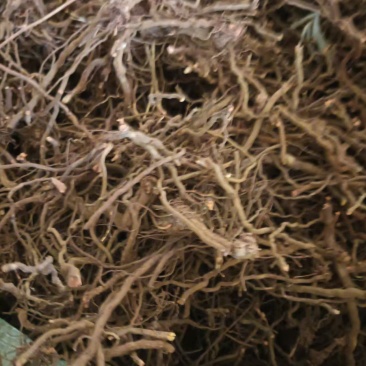 河南茜草