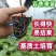 正品纯甜9号黄金百香果树苗嫁接苗四季爬藤庭院阳台盆栽结果