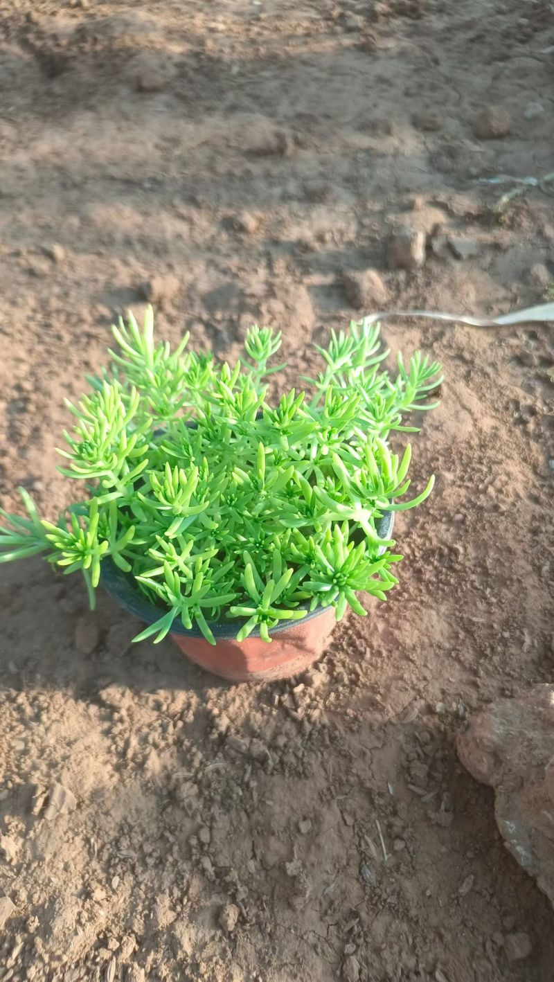 佛甲草基地直发，耐寒耐旱，双色盆