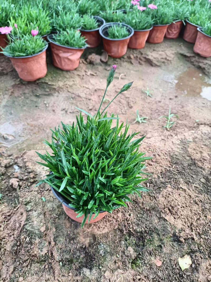 欧石竹，花期长颜色鲜艳夺目，四季开花不断