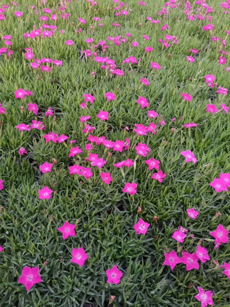 欧石竹，花期长颜色鲜艳夺目，四季开花不断