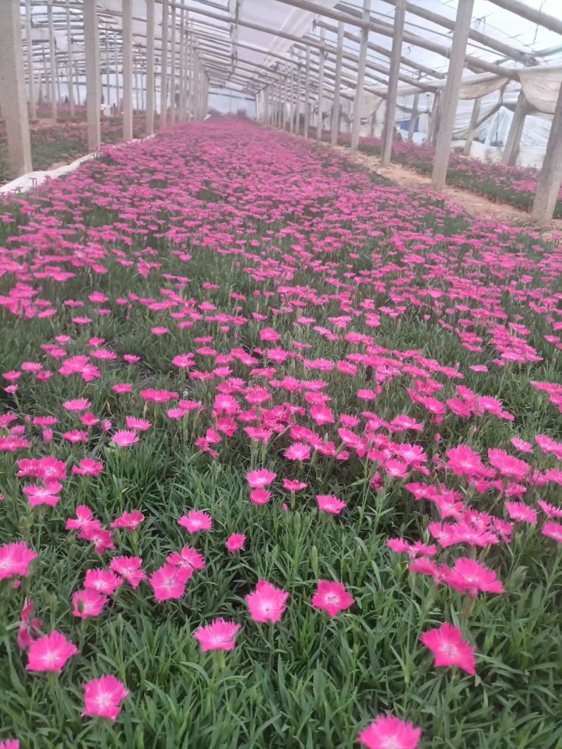 欧石竹，花期长颜色鲜艳夺目，四季开花不断