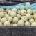 聊城蜜露流星甜瓜，梦露甜瓜大量上市，量大从优，产地直供