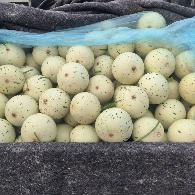 聊城蜜露流星甜瓜，梦露甜瓜大量上市，量大从优，产地直供