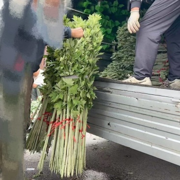 艾草