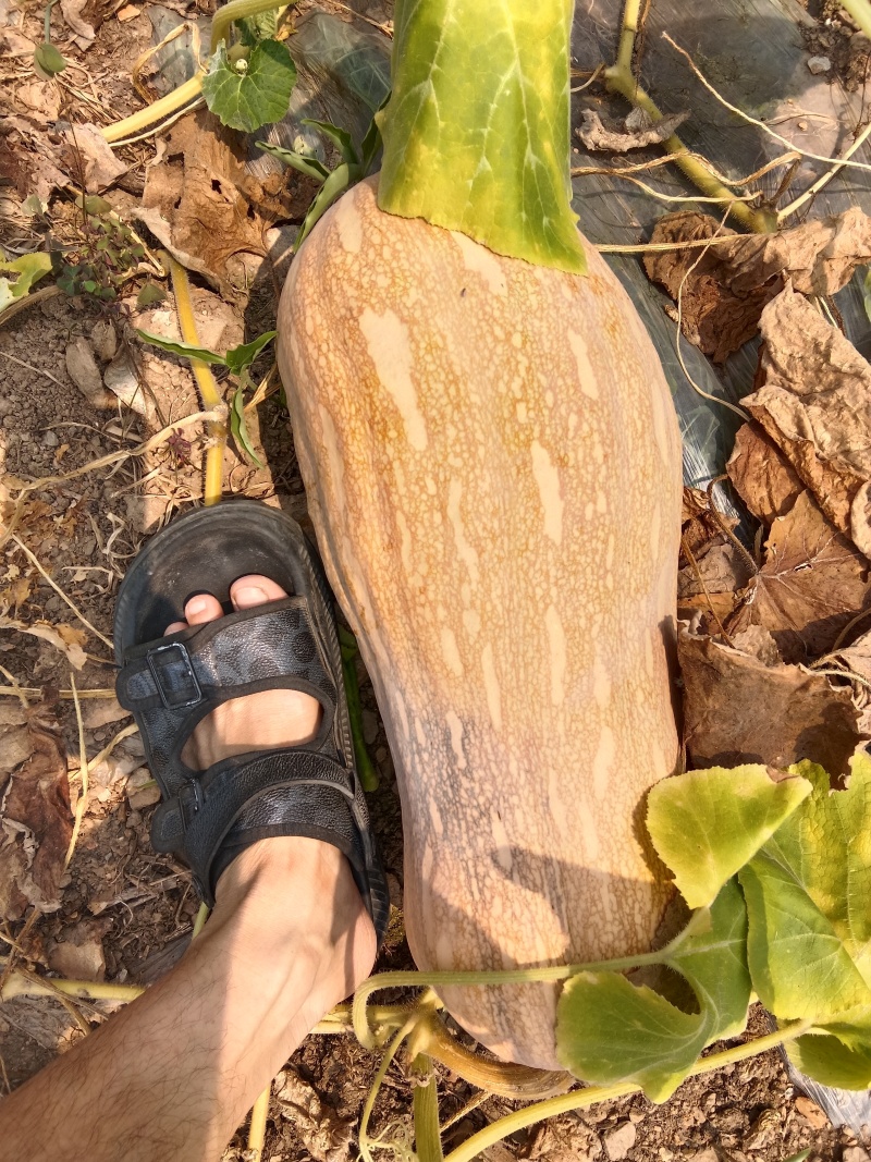 云南山地南瓜