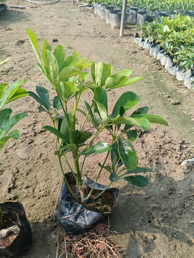 鹅掌柴，鸭脚木，庭院设计，绿化苗木品种