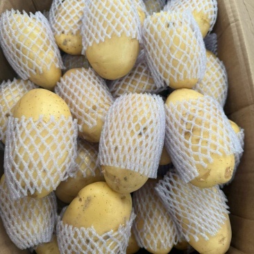 新鲜土豆黄瓤