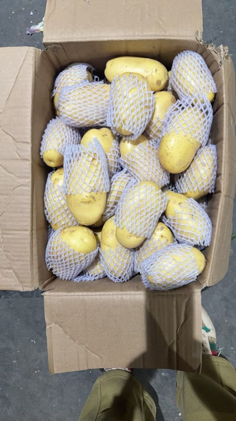 新鲜土豆黄瓤