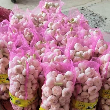 江苏徐州太空早熟红皮鲜蒜大蒜/产地直发/量大从优/货源充足