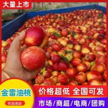 精品金雷油桃产地直发量大从优质量保证诚信经营欢迎咨询