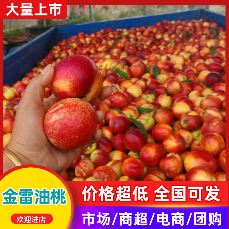 精品金雷油桃产地直发量大从优质量保证诚信经营欢迎咨询