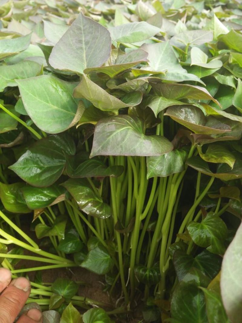 河北红薯苗批发