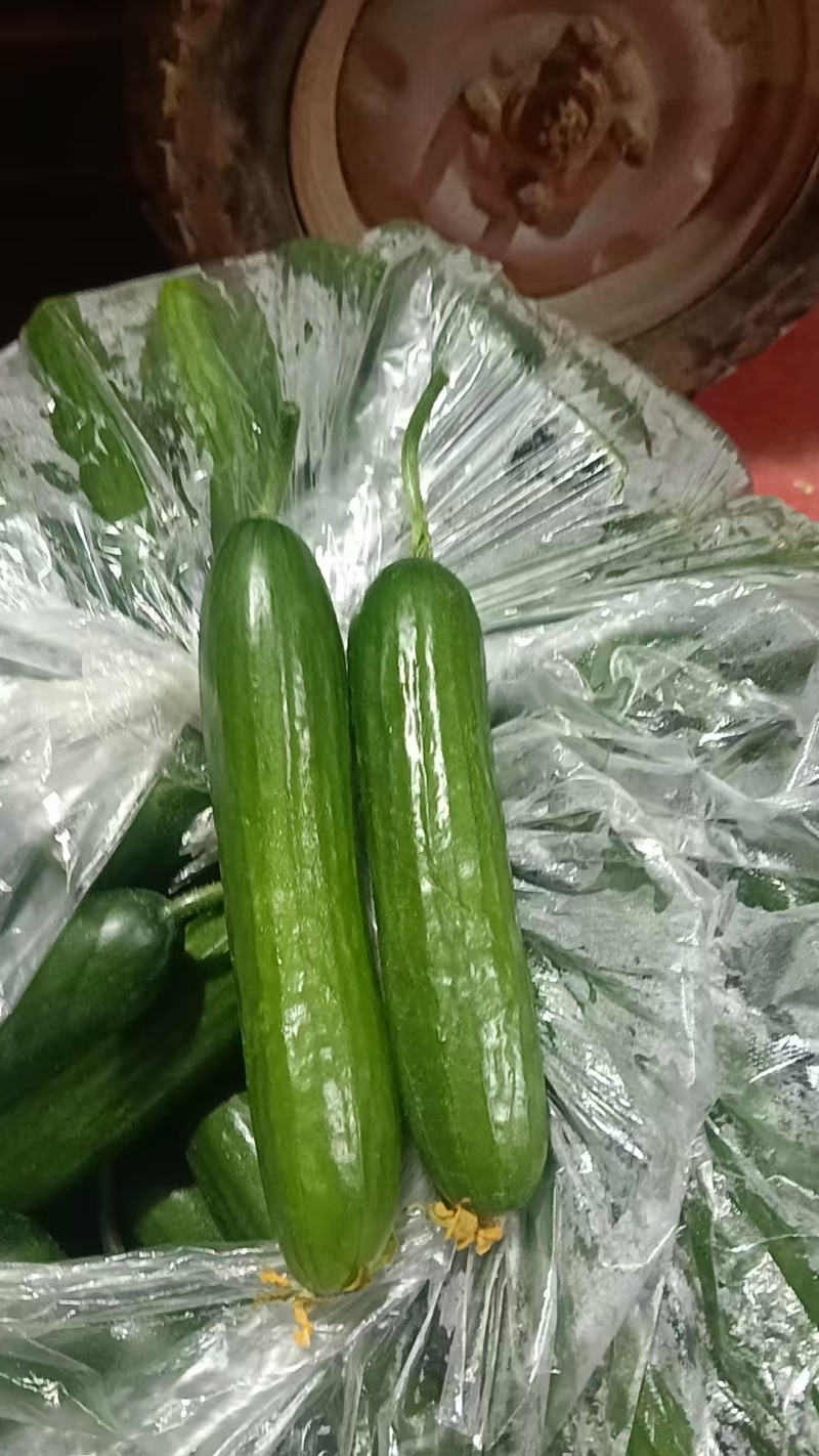 水果黄瓜产地直发，量大从优，欢迎老板视频看货