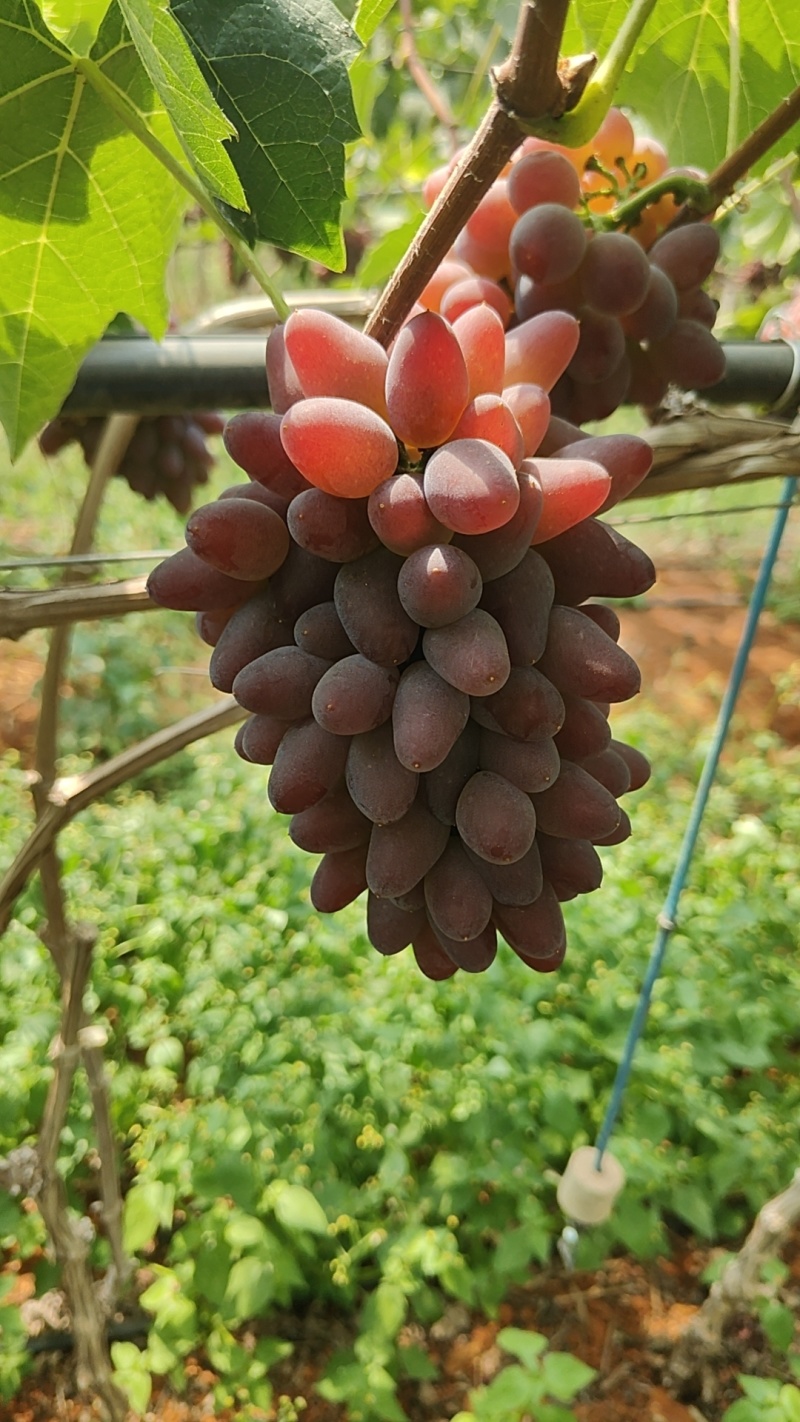 茉莉香葡萄