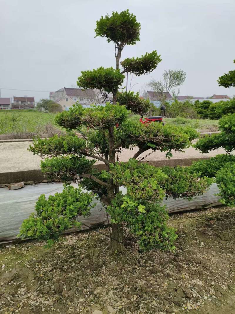崇明小叶瓜子造型黄杨树大型地景自己家地里的量多优惠