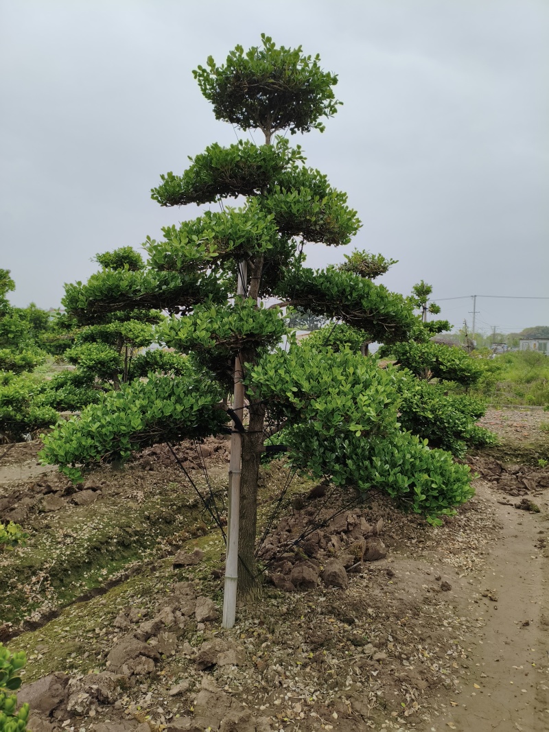 崇明小叶瓜子造型黄杨树大型地景自己家地里的量多优惠