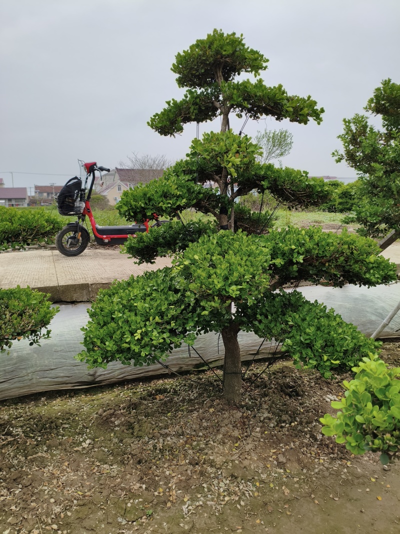 崇明小叶瓜子造型黄杨树大型地景自己家地里的量多优惠