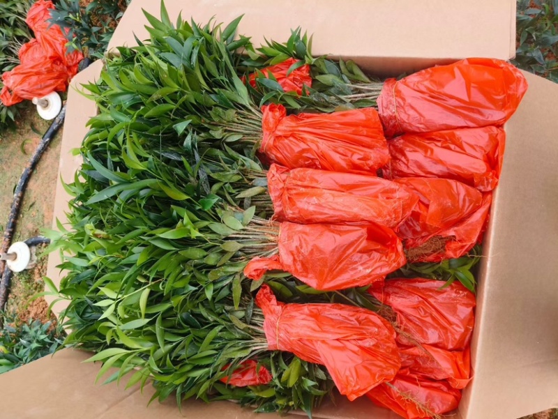 竹柏平安竹网红驱蚊竹可水培植物