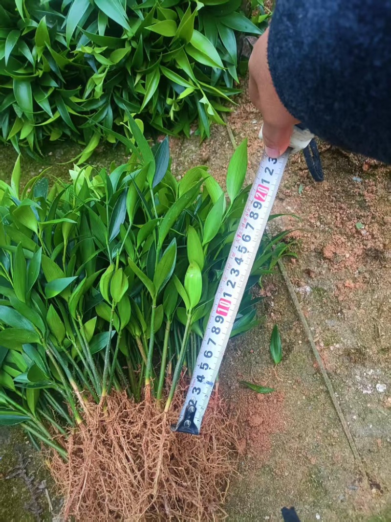 竹柏平安竹网红驱蚊竹可水培植物