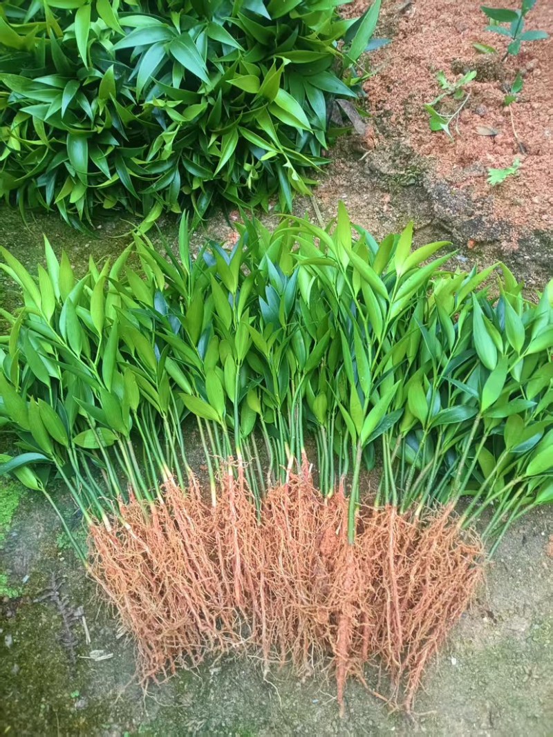 竹柏平安竹网红驱蚊竹可水培植物