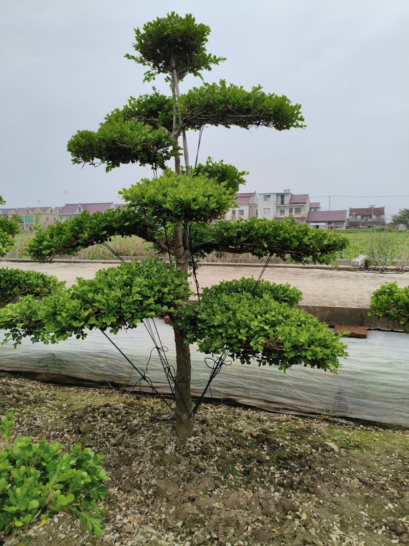 崇明小叶瓜子造型黄杨树大型地景自己家地里的量多优惠