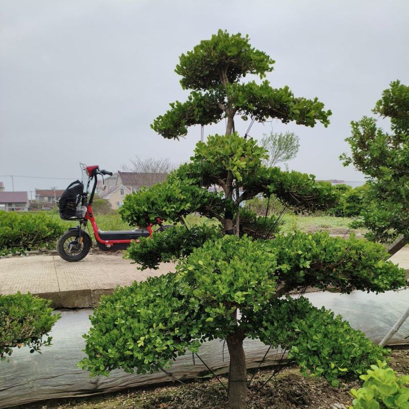崇明小叶瓜子造型黄杨树大型地景自己家地里的量多优惠