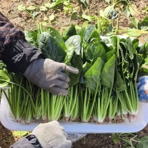 河北大叶菠菜对接全国价格美丽质量好走货快价格优惠欢迎采购