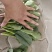 河北大叶菠菜对接全国价格美丽质量好走货快价格优惠欢迎采购
