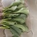 河北大叶菠菜对接全国价格美丽质量好走货快价格优惠欢迎采购