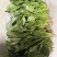 河北大叶菠菜对接全国价格美丽质量好走货快价格优惠欢迎采购