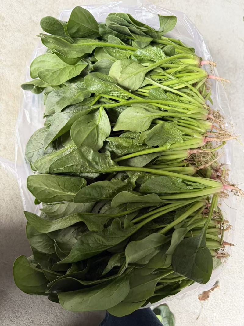 河北大叶菠菜对接全国价格美丽质量好走货快价格优惠欢迎采购
