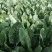 河北大叶菠菜对接全国价格美丽质量好走货快价格优惠欢迎采购
