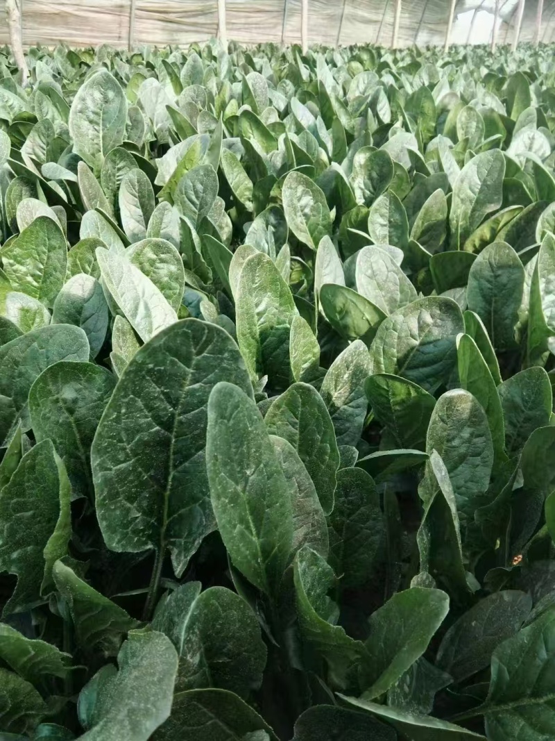 河北大叶菠菜对接全国价格美丽质量好走货快价格优惠欢迎采购