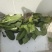 河北大叶菠菜对接全国价格美丽质量好走货快价格优惠欢迎采购